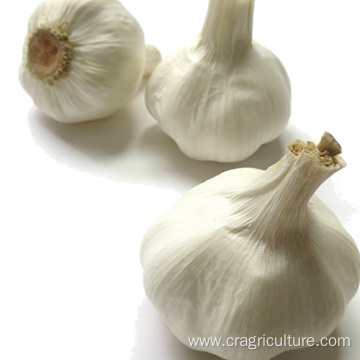 White Garlics Planter of 2021 Crops